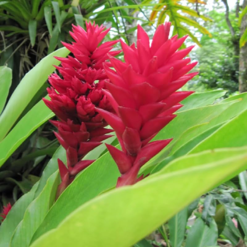 Turmeric Ginger Plants Live for Planting Garden 4 to 8 Inch Tall a7