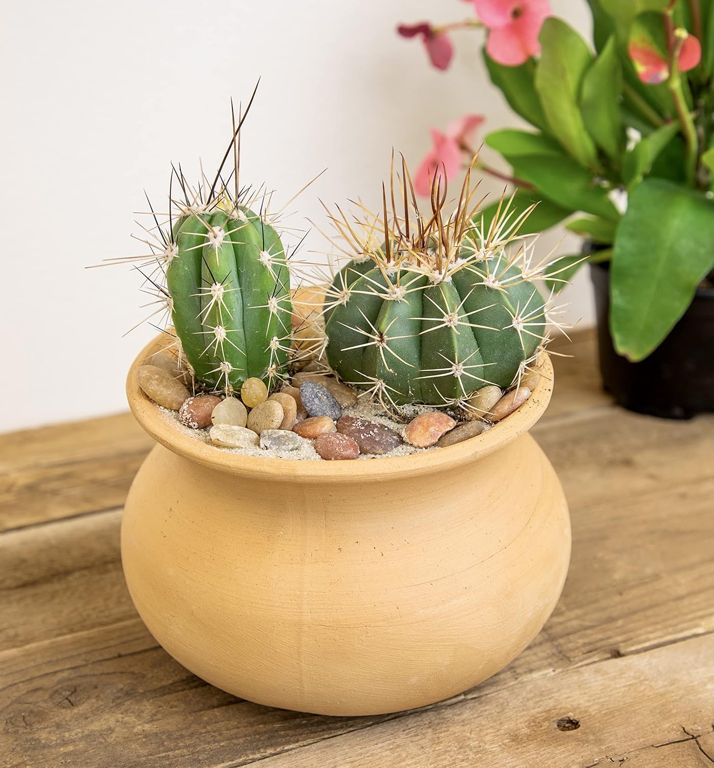 Assorted Cactus Plants Live Succulents 4PK a7