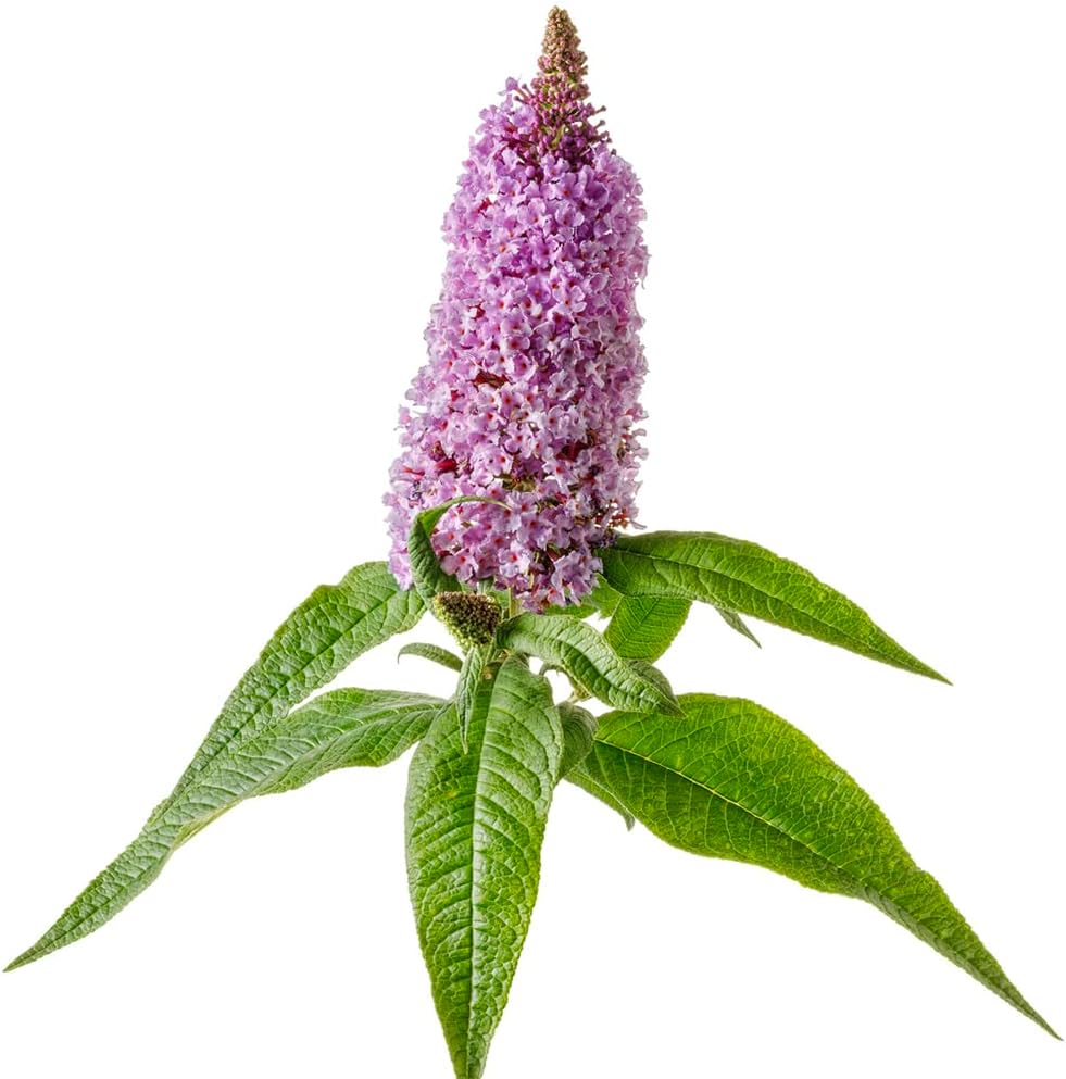 Purple Butterfly Bush Deciduous Shrub 3 Gallon Pot k7