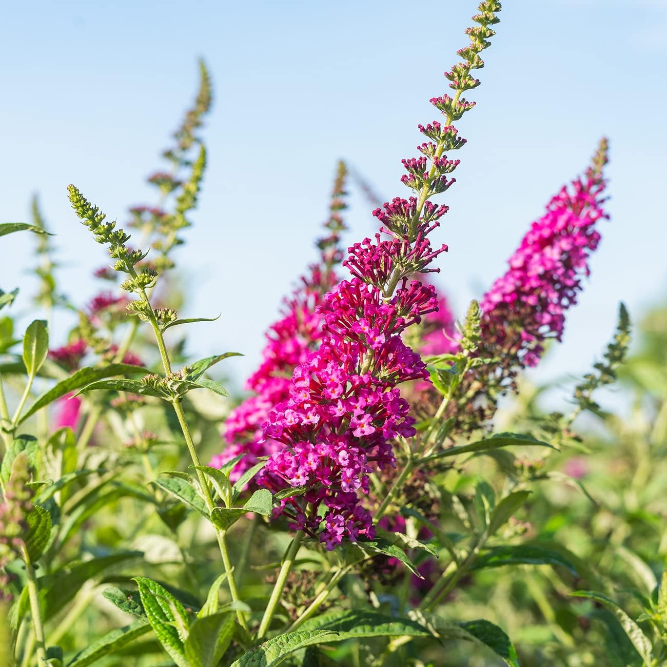 Butterfly Bush Live Shrub in 3 Gallon Pot, Red Flowers a7
