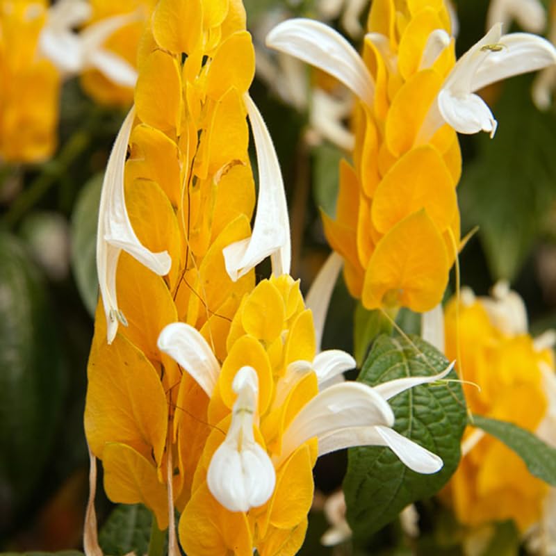 Golden Shrimp Plants Live 2 Pack 6in a7