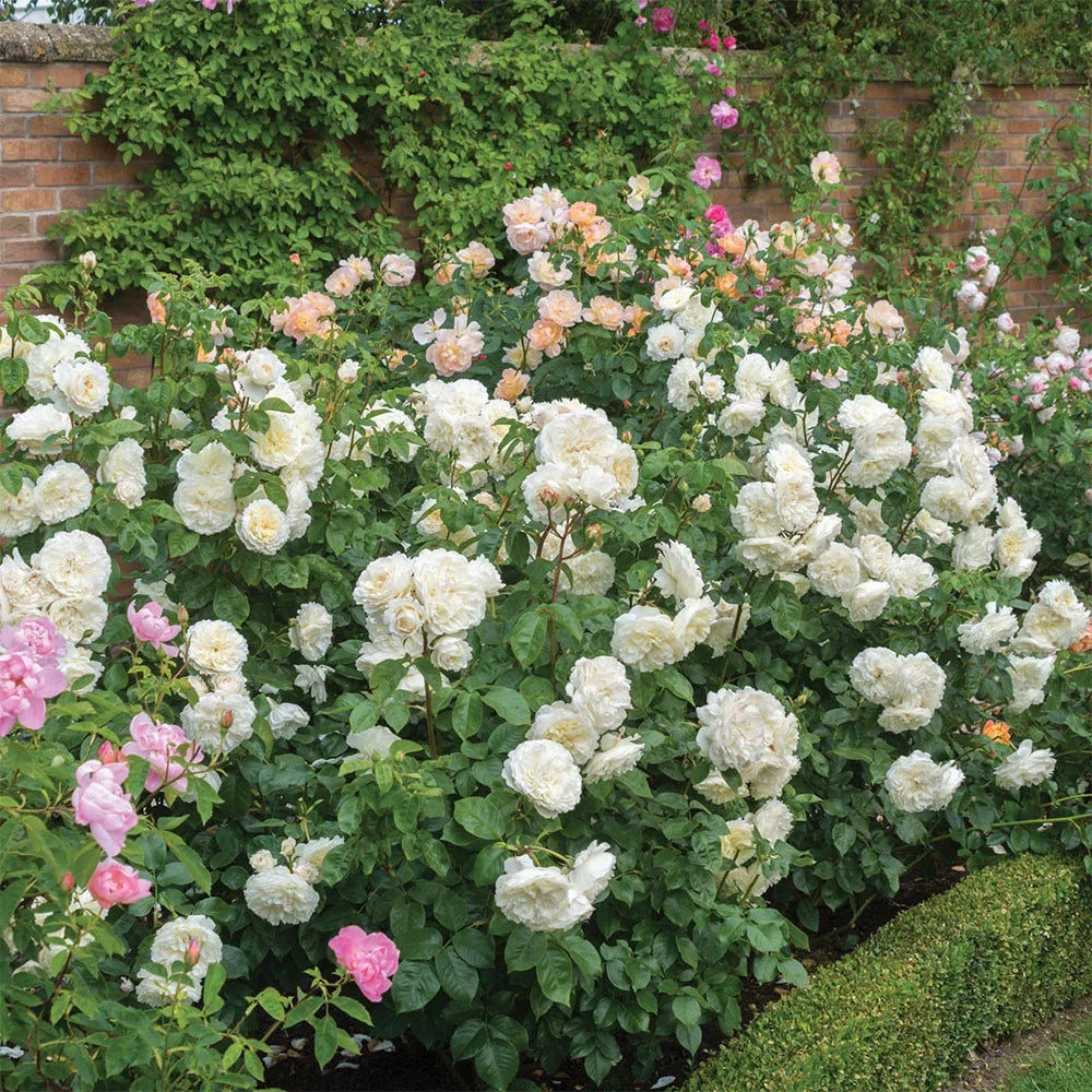 White Rose Bush Live Plant for Planting a7