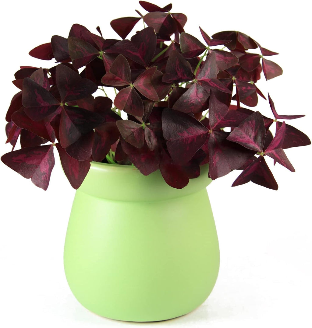 Purple Shamrocks Bulbs for Indoor Outdoor Planting a7