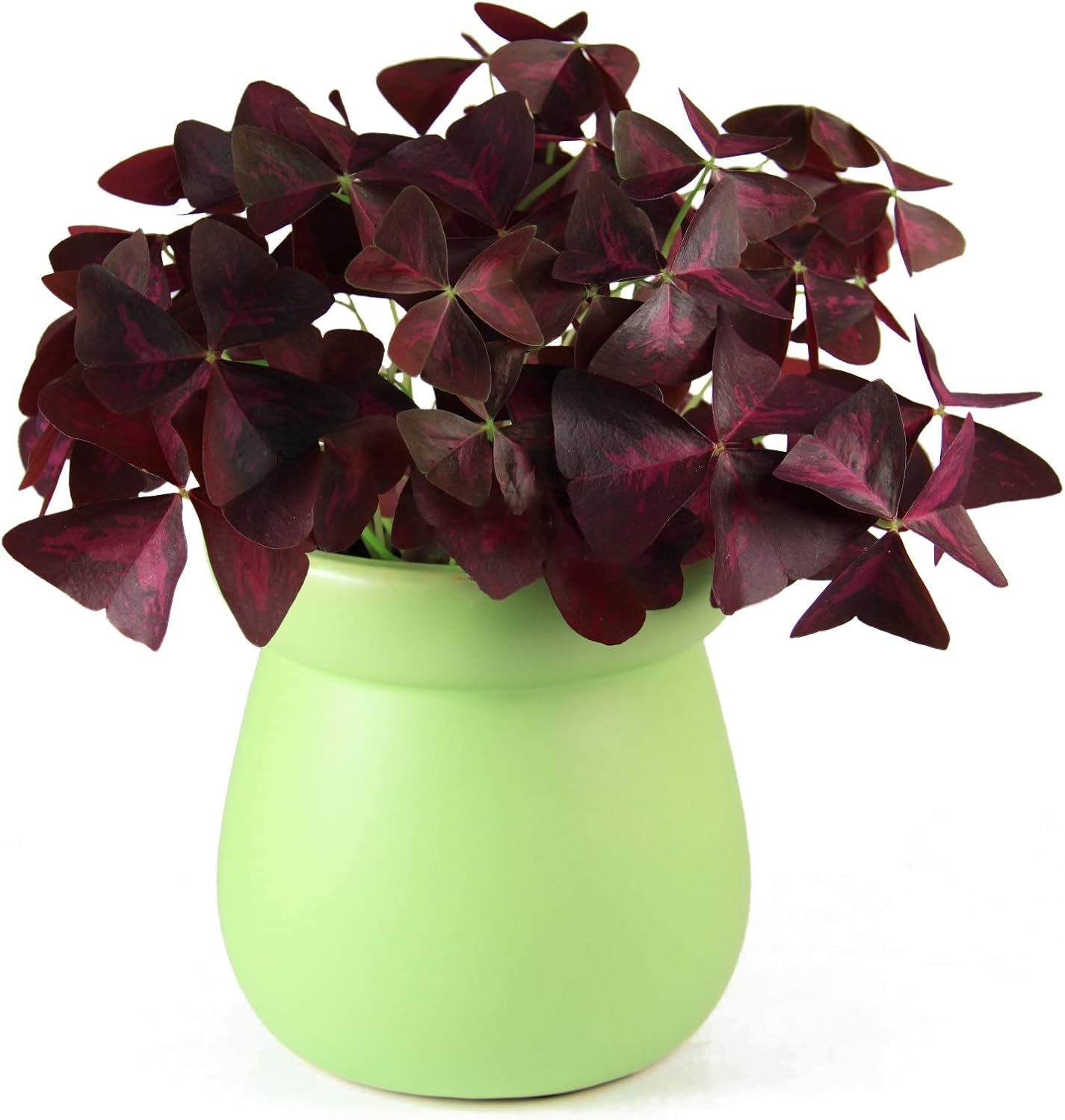 Purple Shamrocks Bulbs for Indoor Outdoor Planting a7