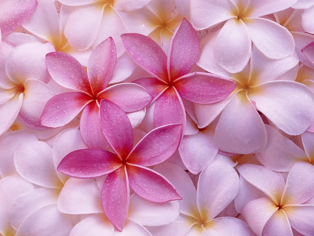 Pink Hawaiian Live Plumeria Frangipani Plant Cutting 9" - 12" Long, Full Sun, Perennial