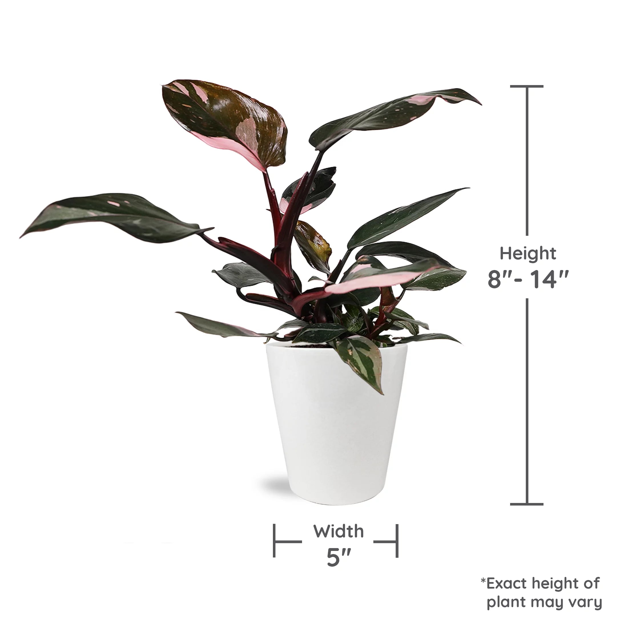 Pink Princess Philodendron Live Plant in Ceramic Pot a7