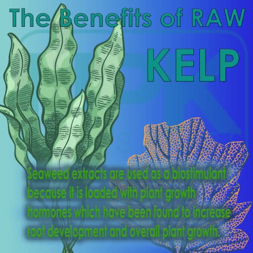 Kelp Biostimulant for Plant Growth 2oz a7