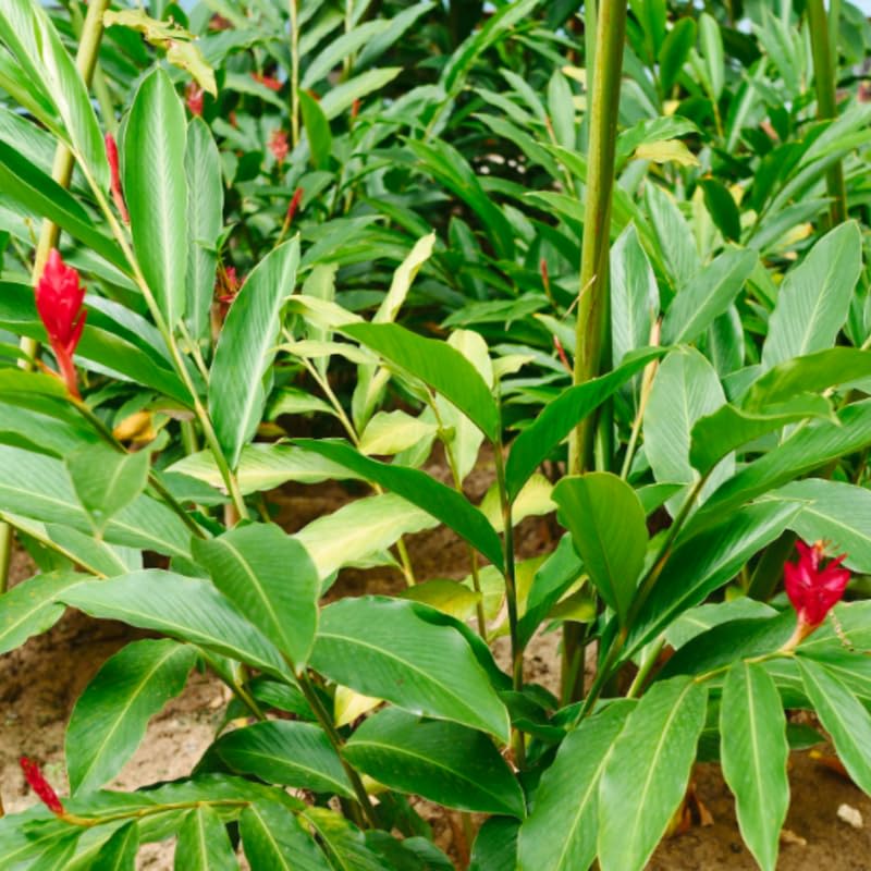 Turmeric Ginger Plants Live for Planting Garden 4 to 8 Inch Tall a7