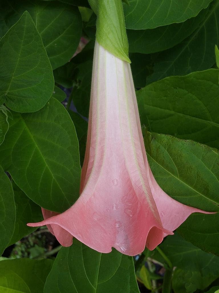 Butterfly Pink Brugmansia Angels Trumpet Live Tropical Plant Coral Pink Fragrant Flower Starter Size 4 Inch Pot Emeralds TM k7