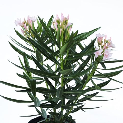 Oleander Bush Semi Dwarf Pink Flowering Shrub 10-Inch Pot k7
