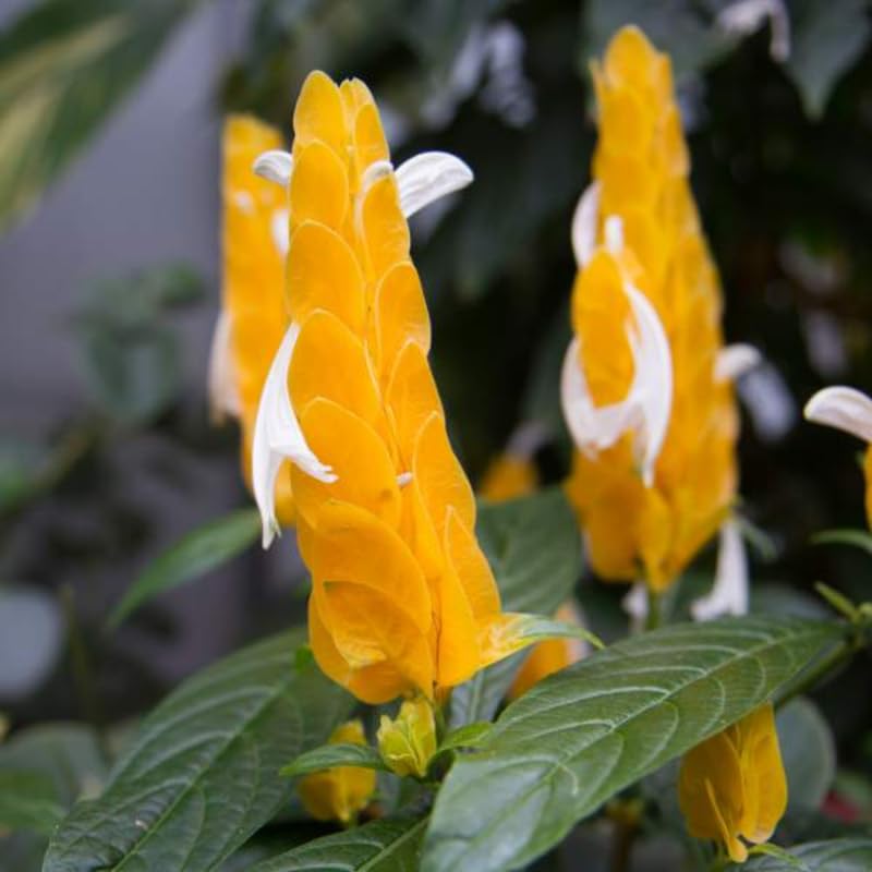 Golden Shrimp Plants Live 2 Pack 6in a7