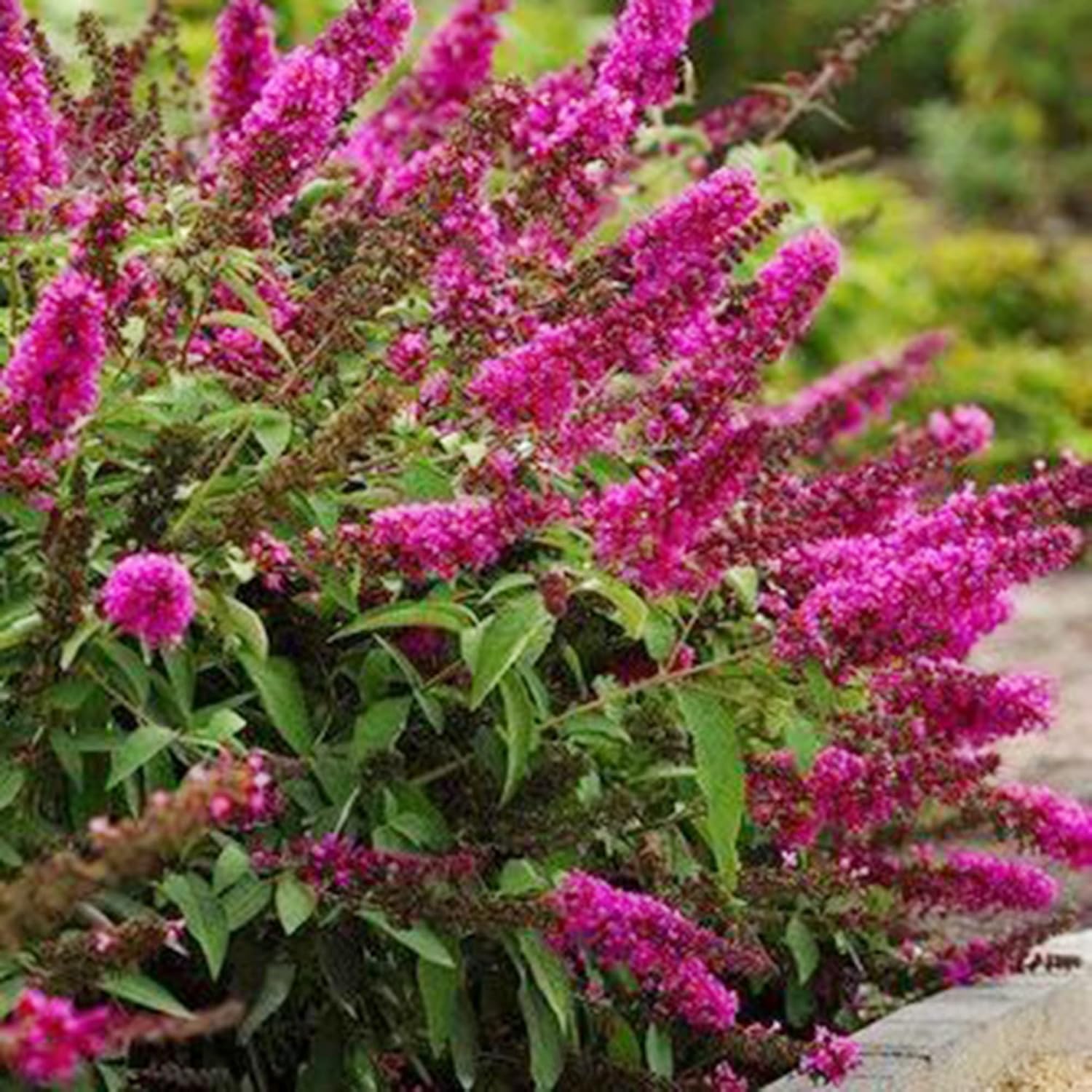 Pink Butterfly-Bush Summer Lilac Seeds Perennial Flowering Shrub a7