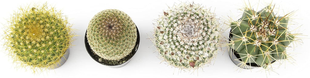 Assorted Cactus Plants Live Succulents 4PK a7