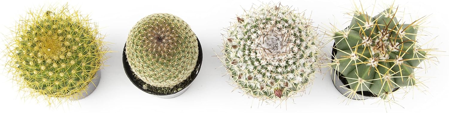 Assorted Cactus Plants Live Succulents 4PK a7