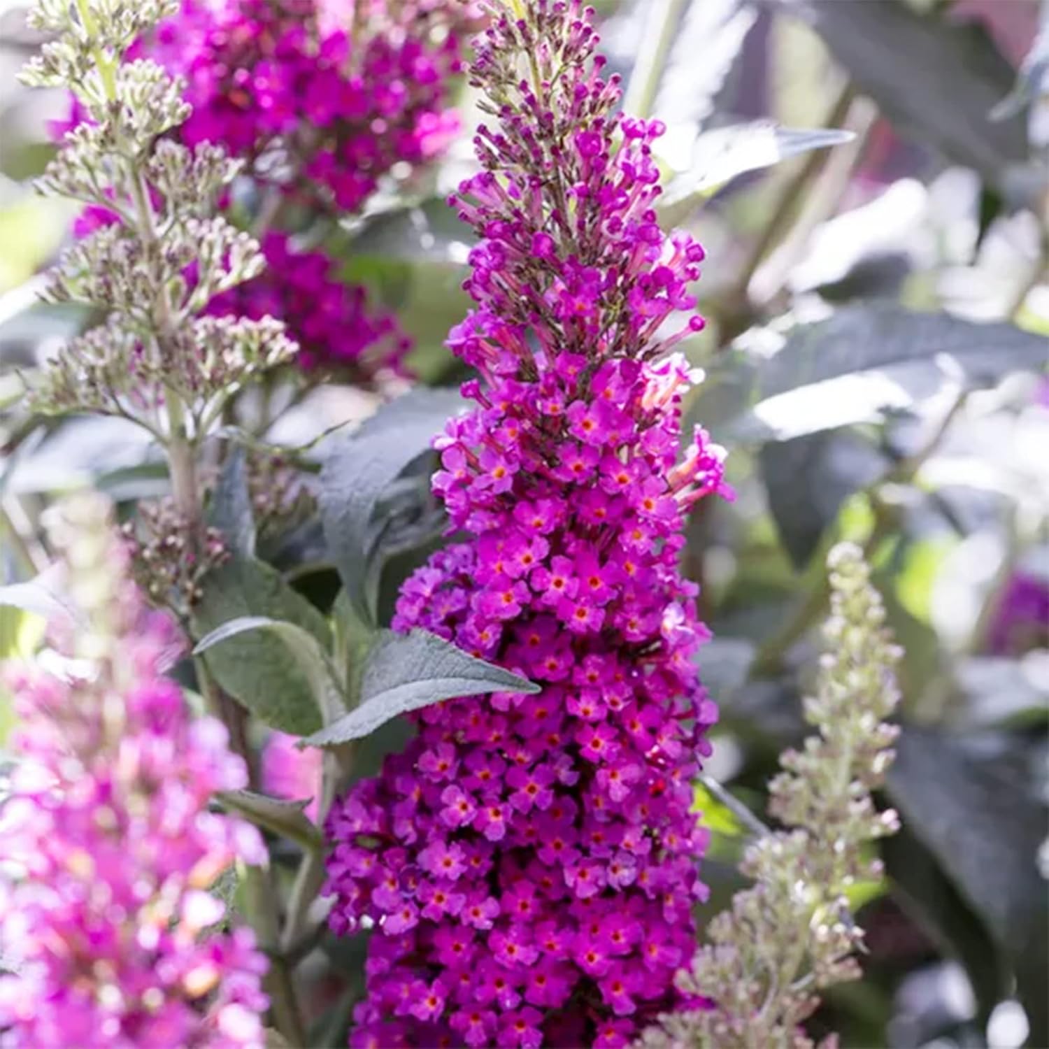 Pink Butterfly-Bush Summer Lilac Seeds Perennial Flowering Shrub a7