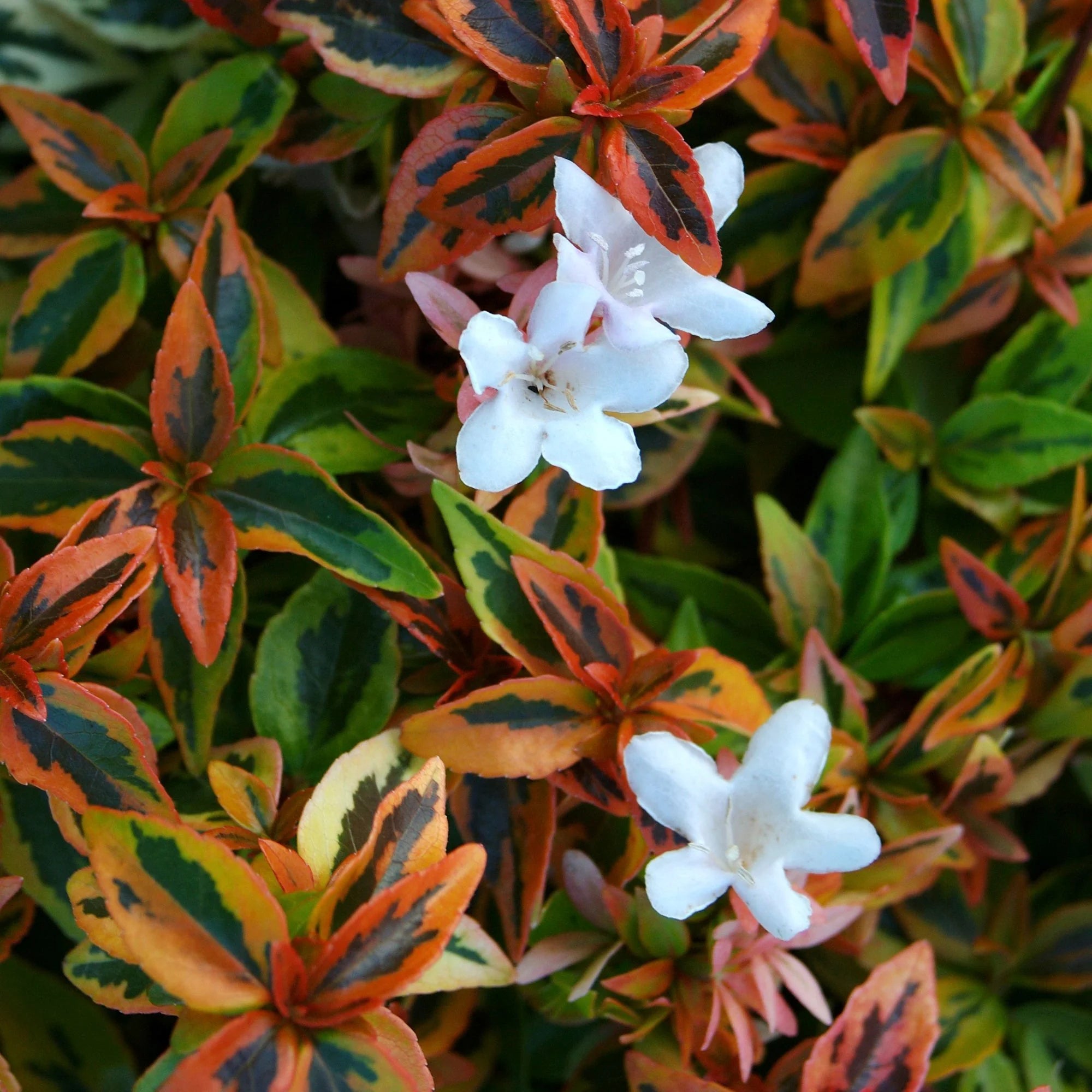 Abelia Kaleidoscope Live Shrub 2 Gallon a7