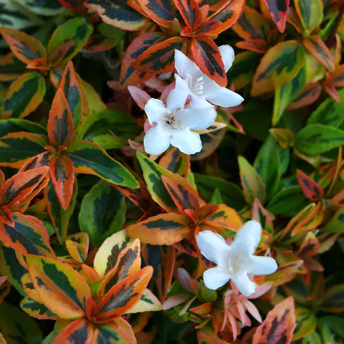 Abelia Kaleidoscope Live Shrub 2 Gallon a7