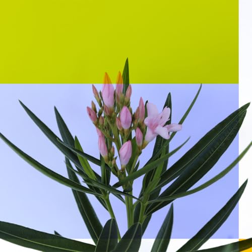 Oleander Bush Semi Dwarf Pink Flowering Shrub 10-Inch Pot k7