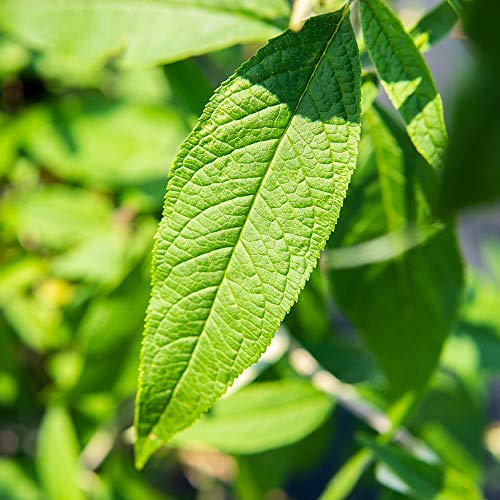 Butterfly Shrub Live Plant Outdoor Purple Flowers a7
