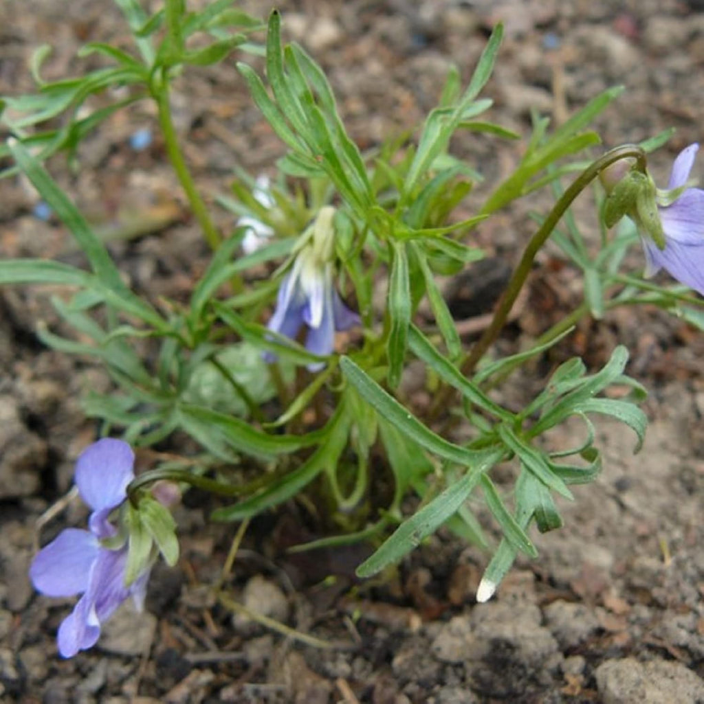 Viola Pedatifida Prairie Violet Seeds 100ct a7