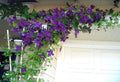 Clematis Polish Spirit Vine - Rich Purple - Blue - 2.5" Pot