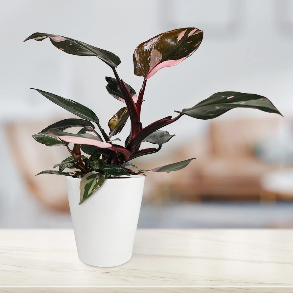 Pink Princess Philodendron Live Plant in Ceramic Pot a7
