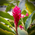 2 Curcuma Turmeric Ginger Plants Live for Planting Your Garden 4 to 8 Inch Tall, Turmeric Plants Live to Grow