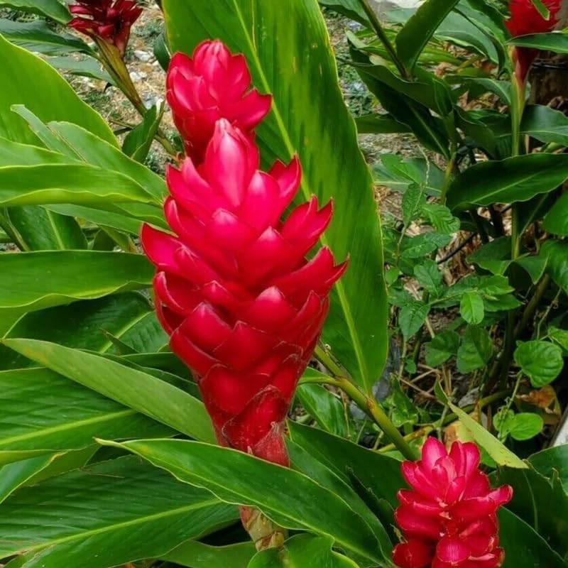 Turmeric Ginger Plants Live for Planting Garden 4 to 8 Inch Tall a7
