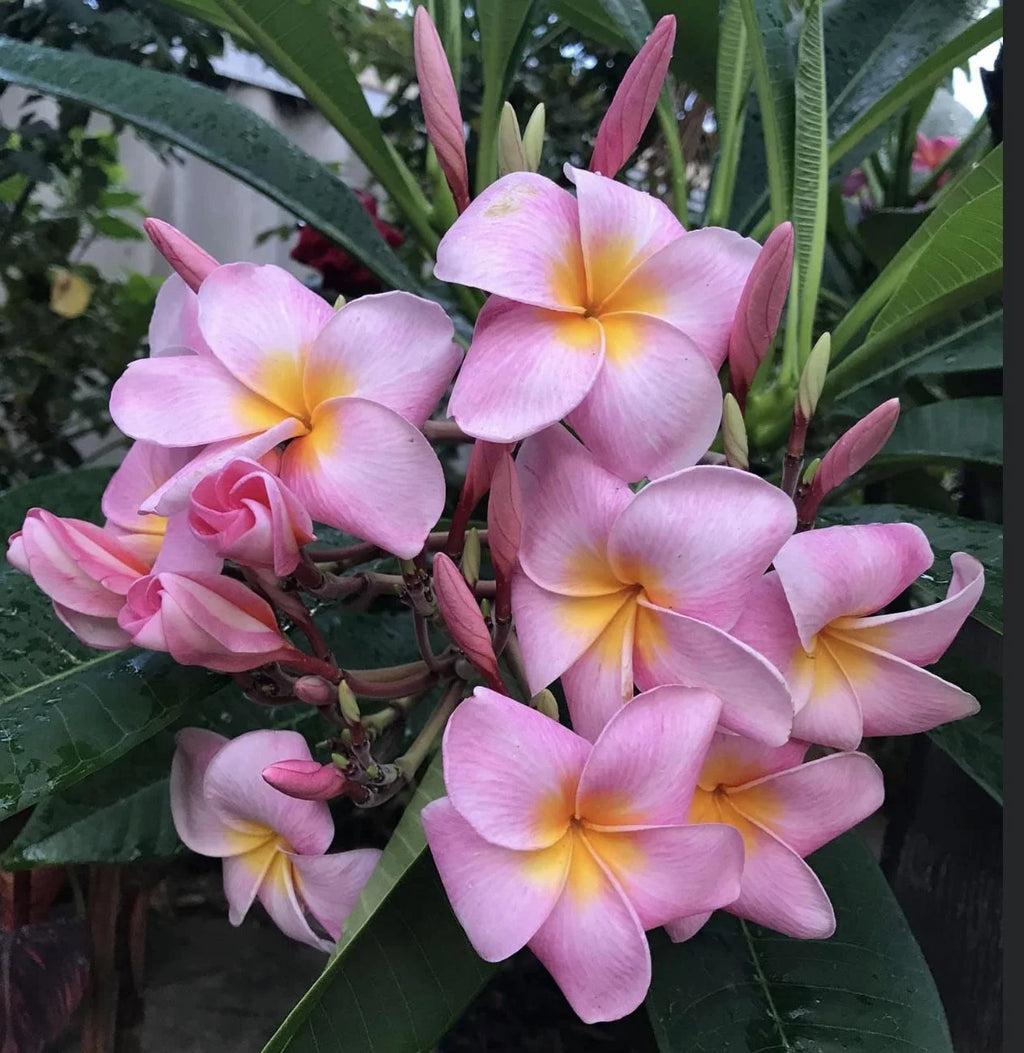 Pink Hawaiian Plumeria Frangipani Plant Cutting 9-12 Inch Perennial a7