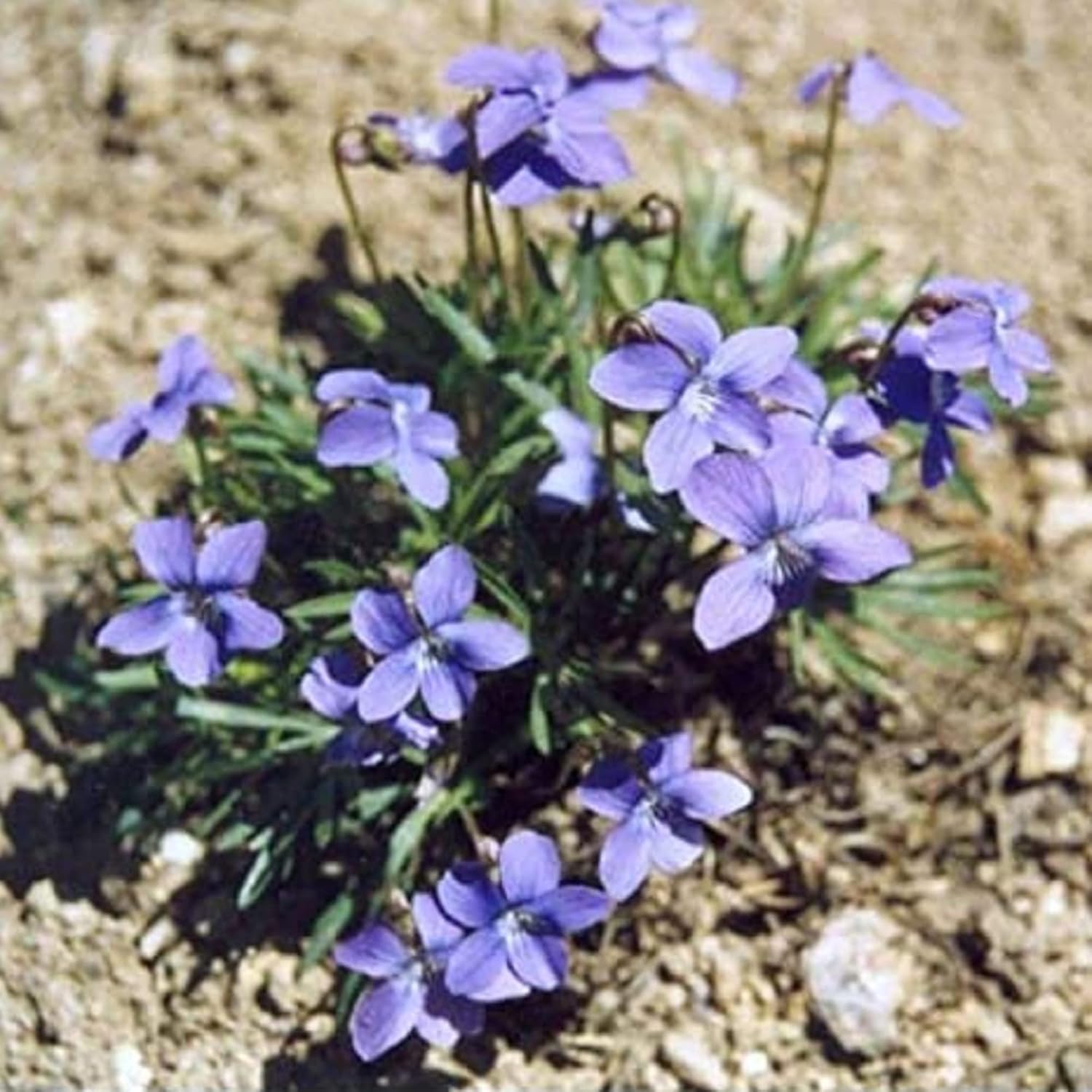 Viola Pedatifida Prairie Violet Seeds 100ct a7