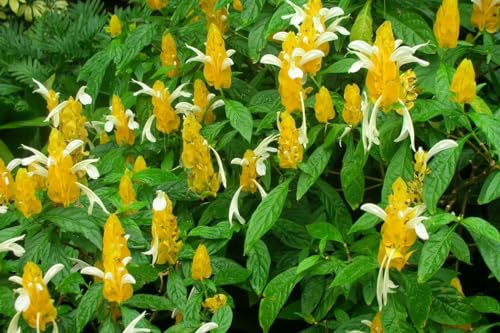 Golden Shrimp Plants Live 2 Pack 6in a7