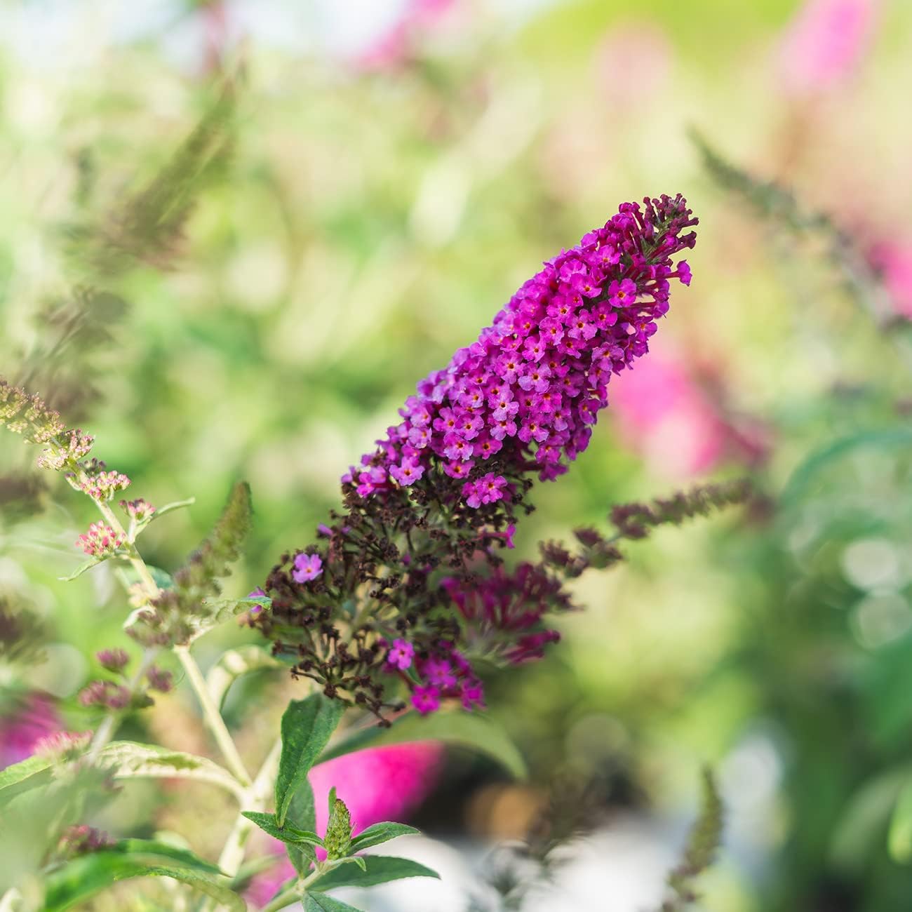 Butterfly Bush Live Shrub in 3 Gallon Pot, Red Flowers a7