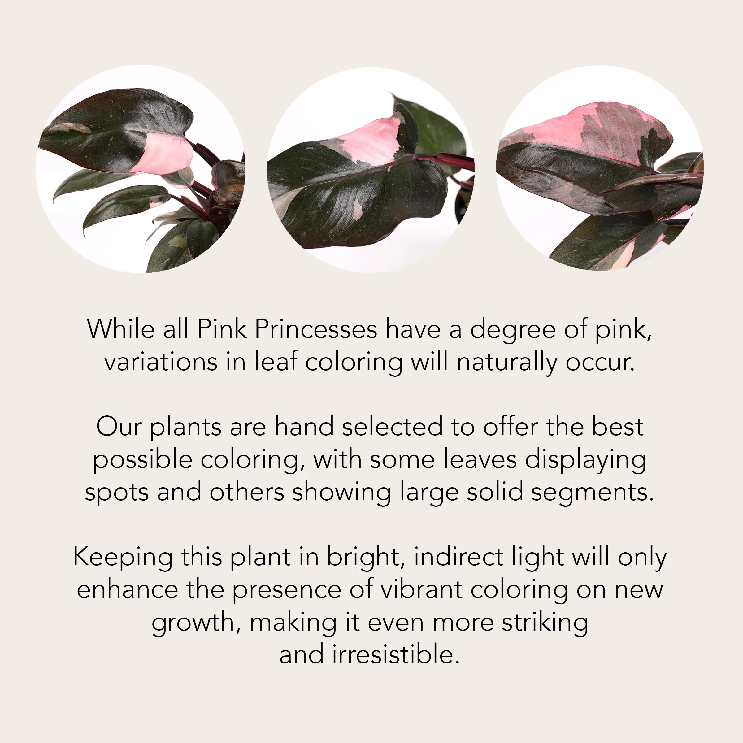 Pink Princess Philodendron Live Plant in Ceramic Pot a7