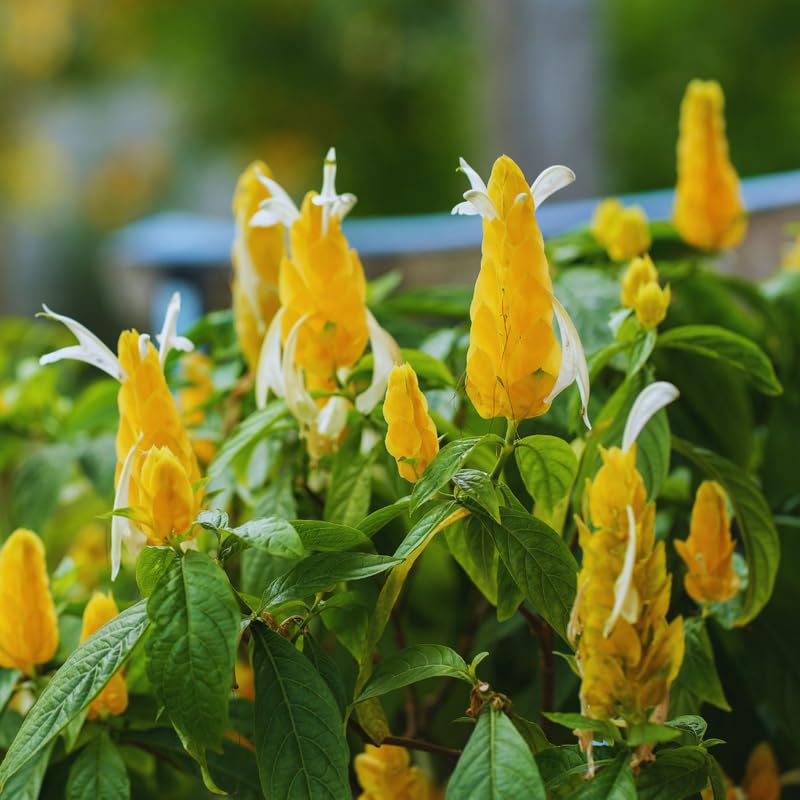 2 Live Golden Shrimp Plants, 3 to 6 Inc Long, Shrimp Plants Live, Shrimp Plant Pot, Shrimp Flower Plants Live Plant, 2 Plants No Pot