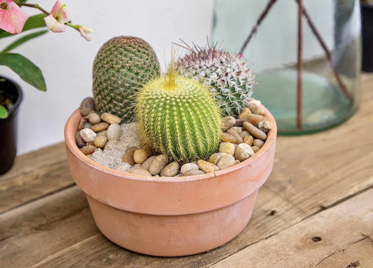 Assorted Cactus Plants Live Succulents 4PK a7