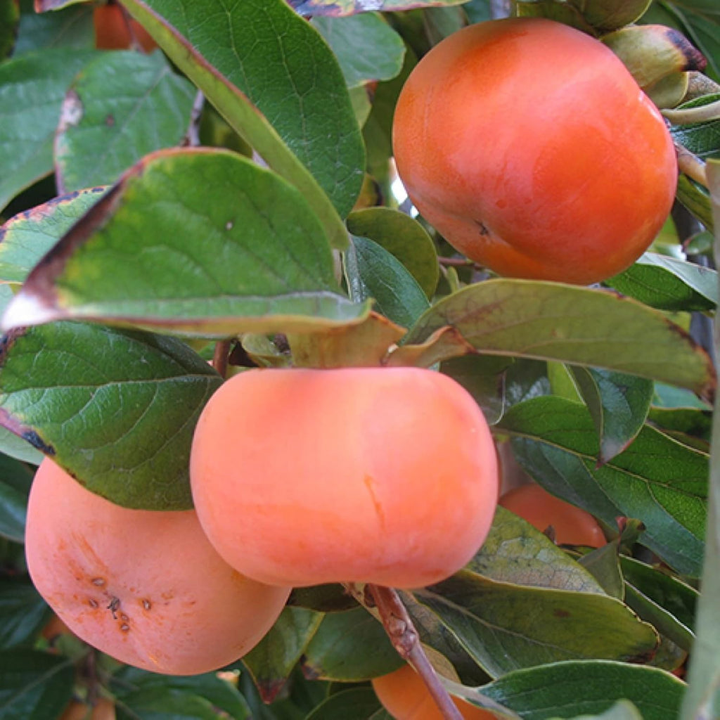 Japanese Persimmon Seeds Sweet Edible Fruit Tree Outdoor 10Pcs a7