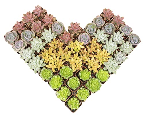 Succulent Plants Live 12 Pack Potted Indoor Houseplants a7