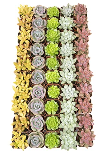 Succulent Plants Live 12 Pack Potted Indoor Houseplants a7