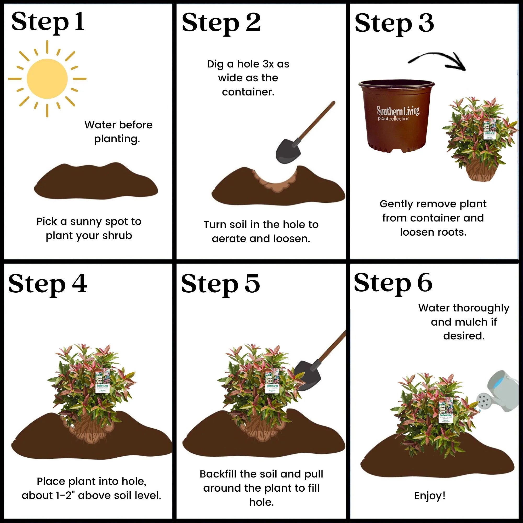 Viburnum Copper Top Live Shrub 2 Gallon a7