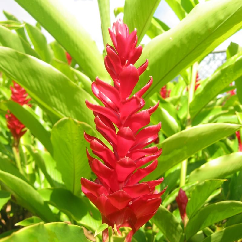 Turmeric Ginger Plants Live for Planting Garden 4 to 8 Inch Tall a7