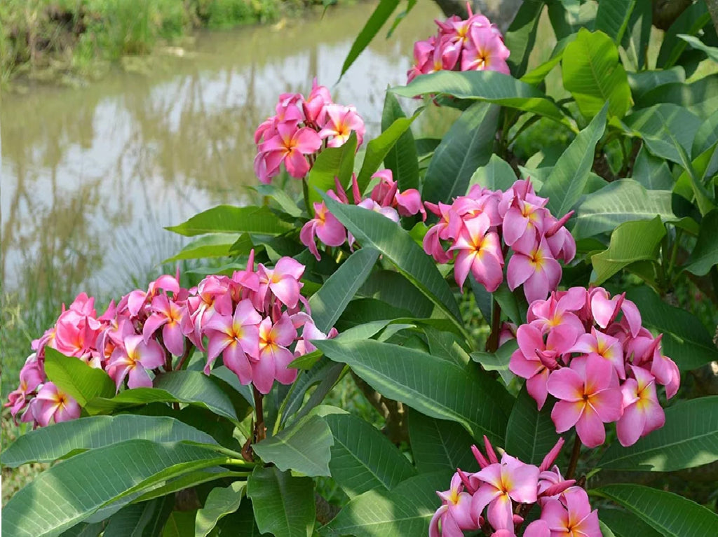 Pink Hawaiian Plumeria Frangipani Plant Cutting 9-12 Inch Perennial a7