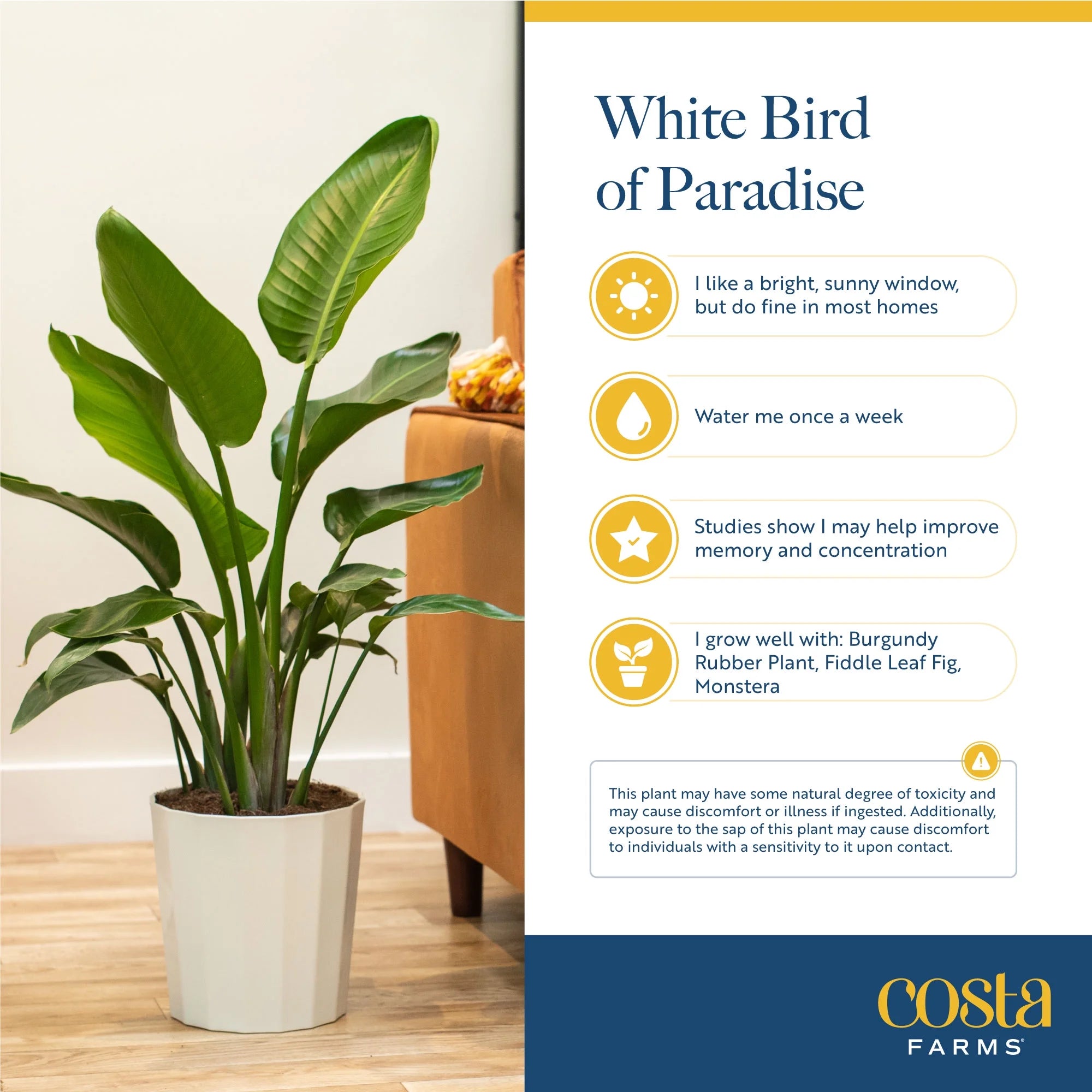 White Bird of Paradise Indoor Plant 9.25in Pot a7