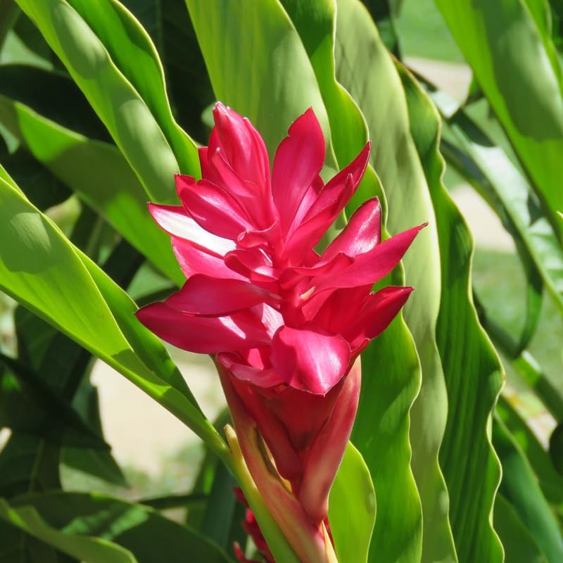 Turmeric Ginger Plants Live for Planting Garden 4 to 8 Inch Tall a7