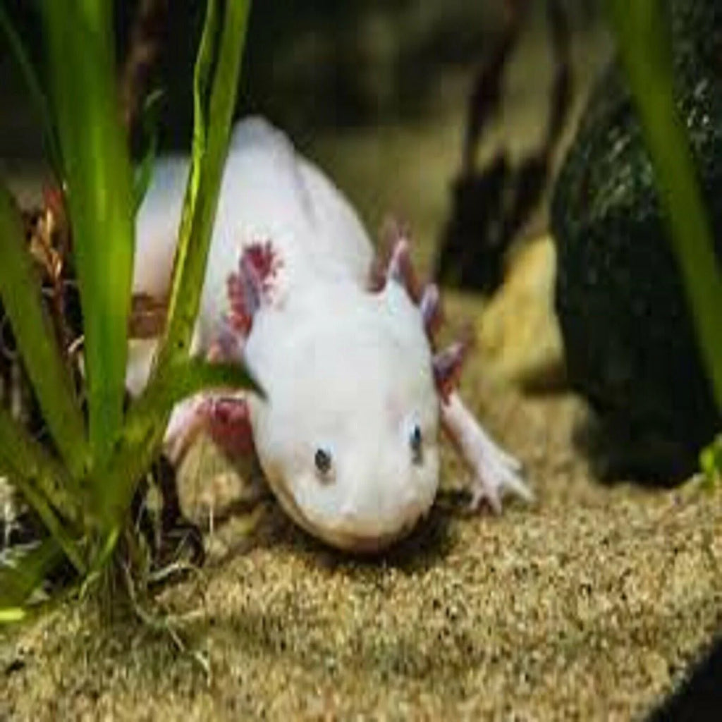 Rangen's Salmon Sinking Crumbles for Baby Axolotl, 3-lb Bag D702