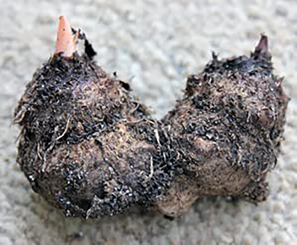 Dwarf Gingerland Caladium White Red Marks Top Size Roots k7m