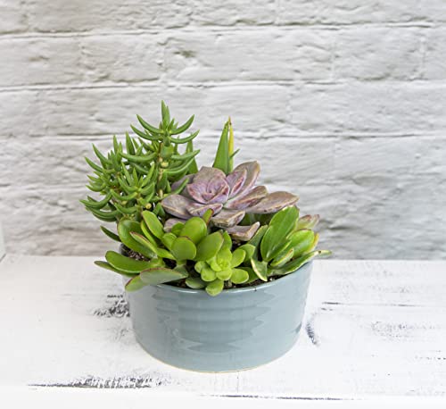Succulent Assortment in Clay Pot Planter a7
