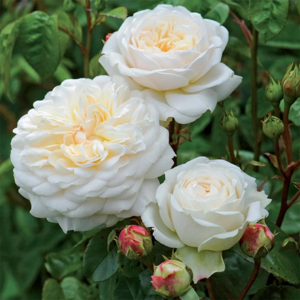 White Rose Bush Live Plant for Planting a7