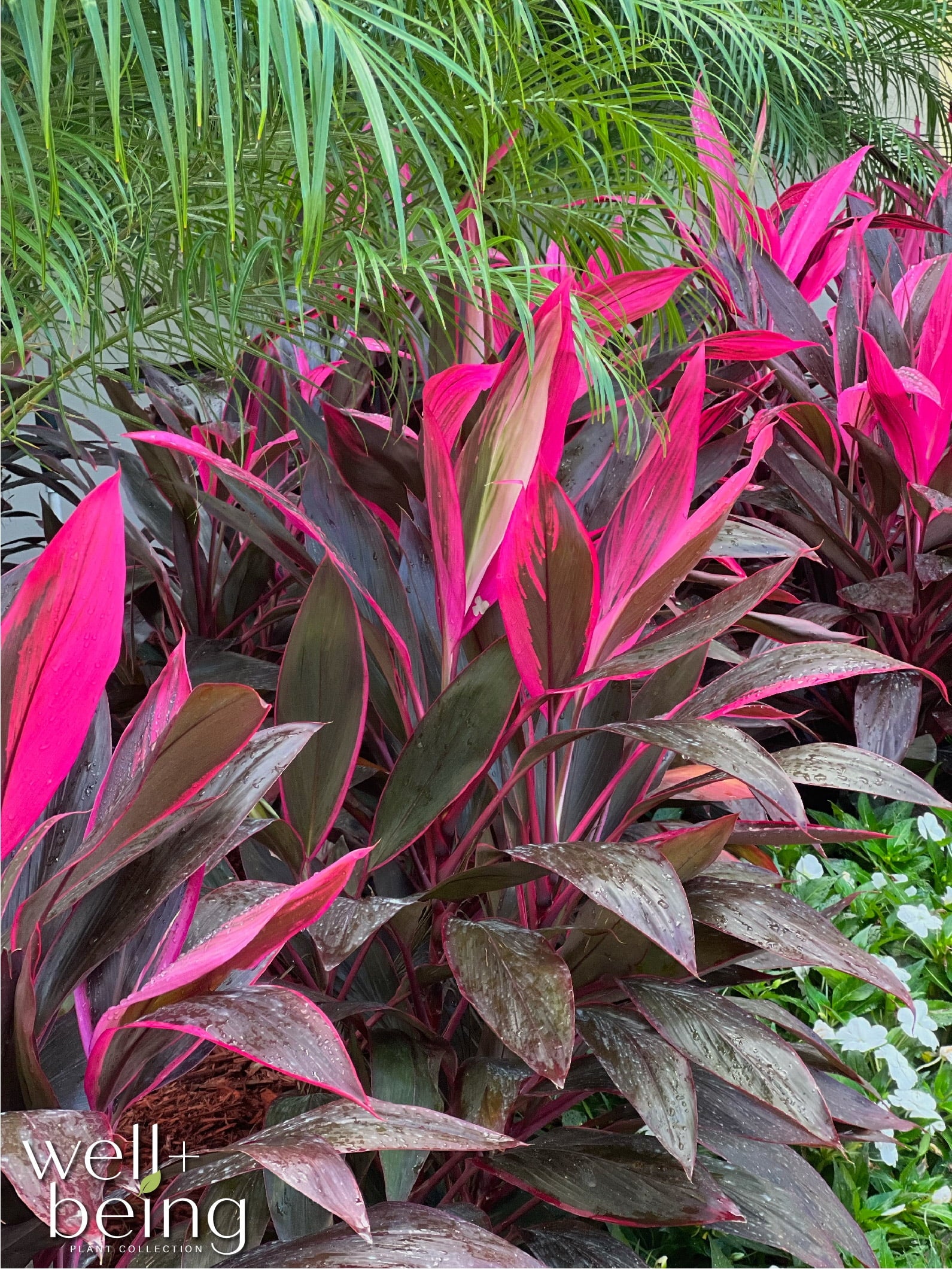 Cordyline Red Sister Live Plant 25-30 in. Tall in Grower Pot k7