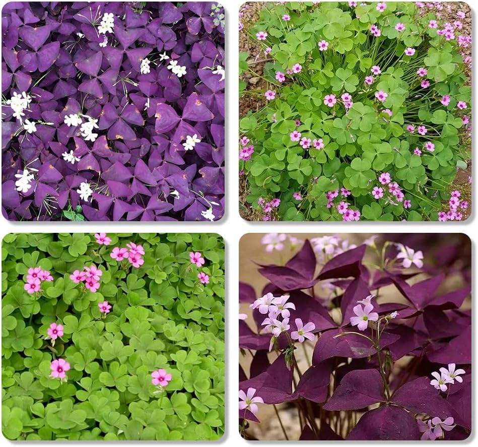 Purple Green Shamrocks Bulbs for Planting 30pcs a7