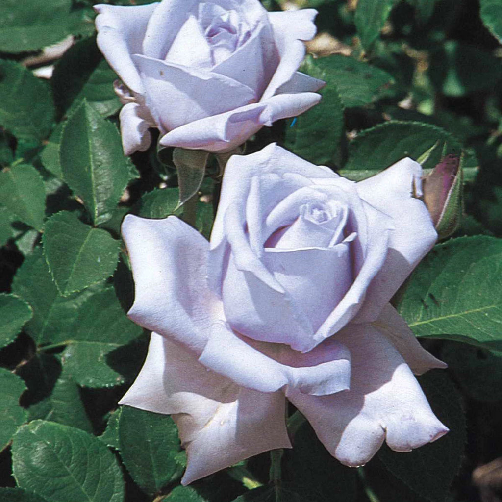 Dormant Hybrid Tea Rose Plant 7x